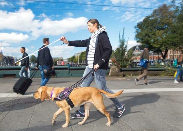 Carbon handle for guide dogs