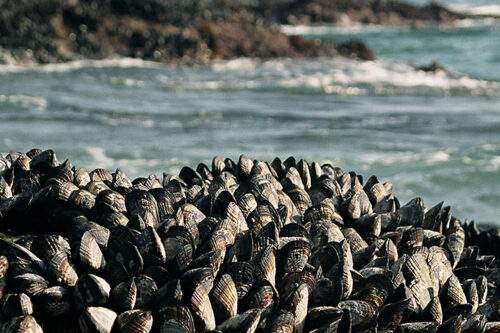 Shellfish inspire chemists to develop new stronger, more sustainable adhesives