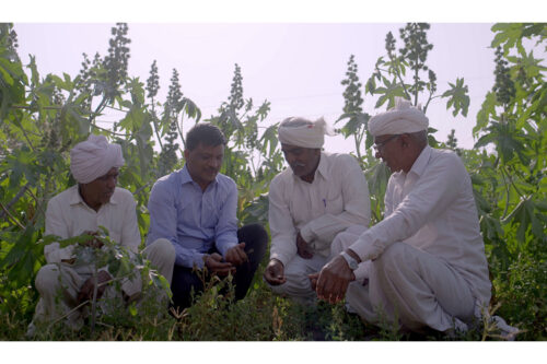 Castor farmers reviewing the quality of their latest crop