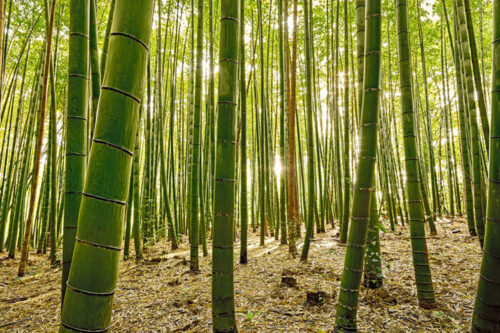 L’émergence du bambou dans l’hexagone et en Europe