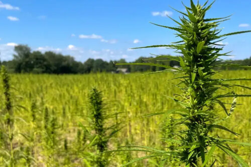 First industrial hemp fiber LCA for carbon negative additives