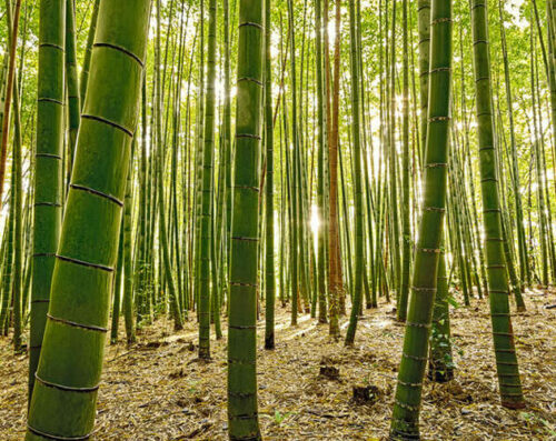 Cobratex becomes a permanent member of the World Bamboo Organisation (WBO)