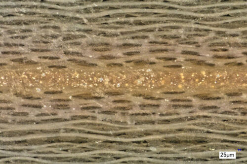 Microscopic view of FusePly® resin (at the interface with prepreg and adhesive) ingressing into the composite panel during co-cure (as indicated by discolored composite layers) and delivering a chemically bonded interface between FusePly® and adhesive. (Photo: Solvay, PR095)