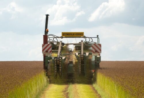 Flax harvesting