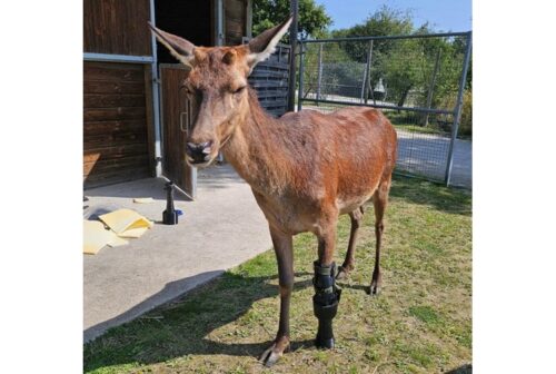 Nini, mère de Bambi, et sa prothèse